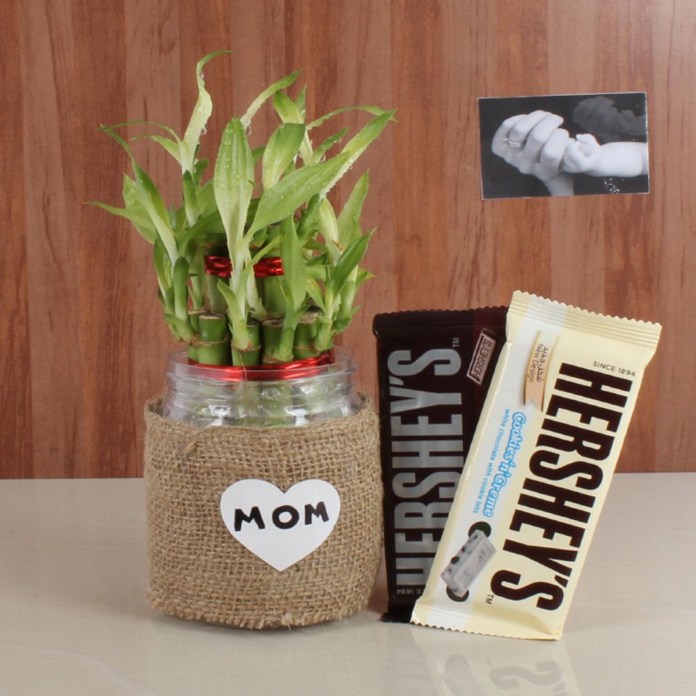 Mothers Day Gift Hamper of Hersheys Chocolate with Lucky Bamboo Plant